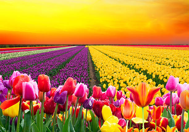 istock Dutch yellow tulip fields in sunny day 2247135132