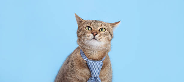istock Serious Cat in Tie Looking at Camera on Blue Background with Copy Space 2247136639