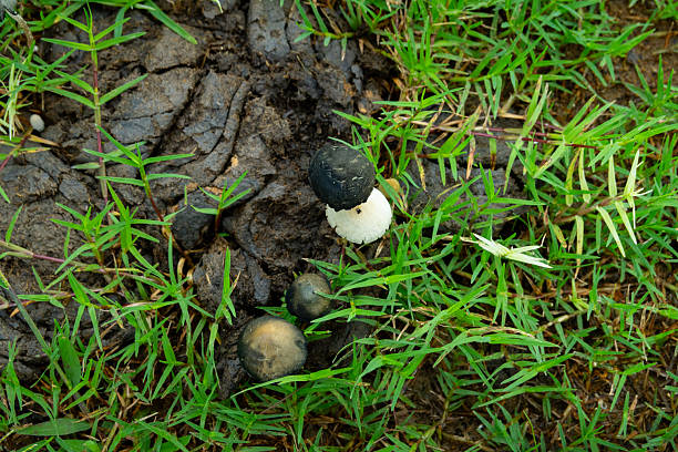istock Cow dung mushroom in a grass field 2247136886