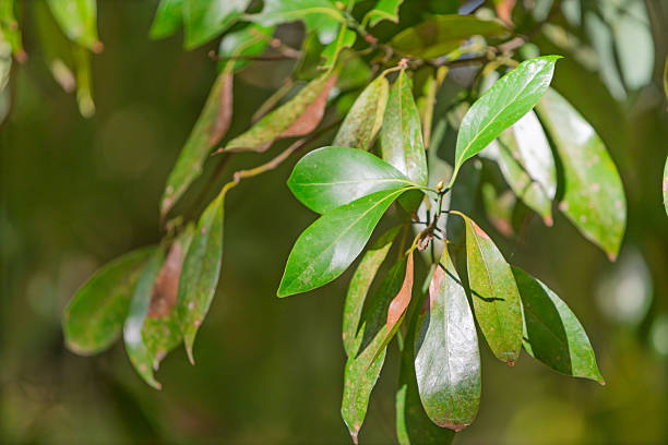 A branch with vibrant green leaves, some showing spots of brown, illuminated by natural sunlight against a blurred background.