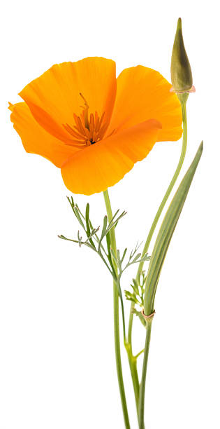 istock Californian Poppy  flower 2247137611