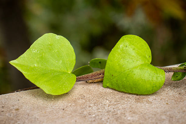 Close-up of two bright green, heart-shaped leaves resting on a stone surface, captured in natural soft light in Morocco.