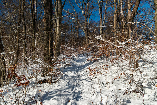 A trail through thick winter snow in a pine forest.  The trail can be used for hiking, snowshoeing, and cross country skiing