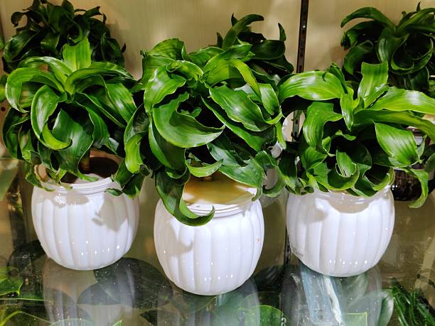 Dracaena fragrans twister green