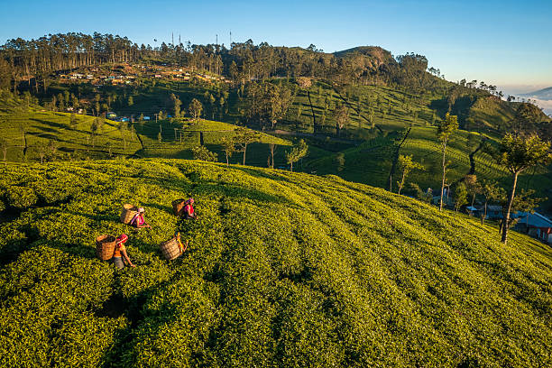 istock Tamil women plucking tea leaves on plantation, Ceylon 2247141004