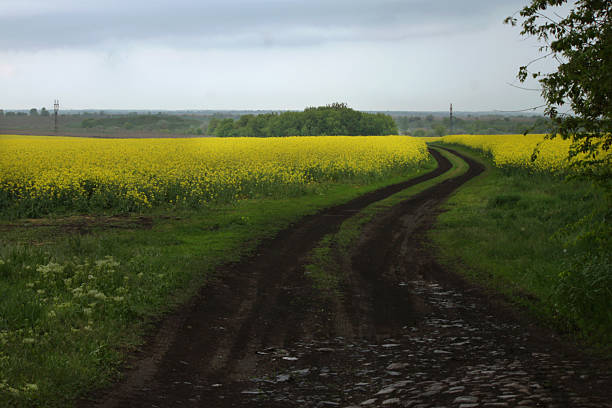 Winding wet dirt road through bright yellow rapeseed fields after rain