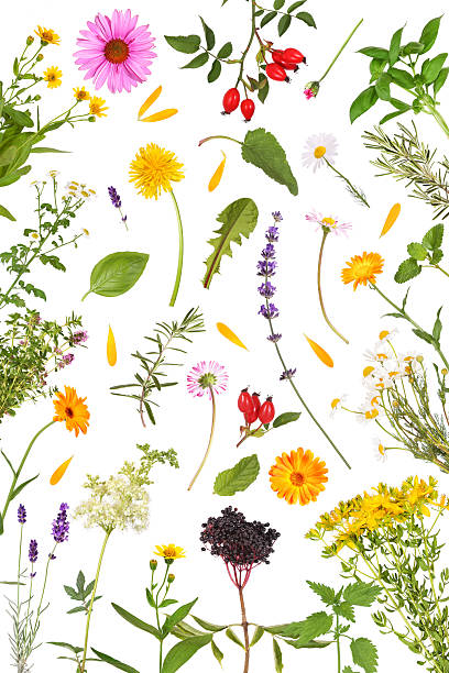 istock A white background with many different medicinal plants, herbs and tee 2247142493