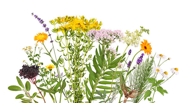 istock A flower bed with many different medicinal plants 2247142495
