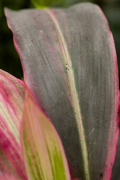 istock Plant list 2025 - Cordyline fruticosa (Ti Plant) 2247142717