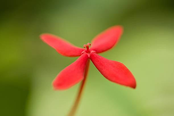 Bright red Ixora chinensis flower with delicate petals and soft blurred background.
