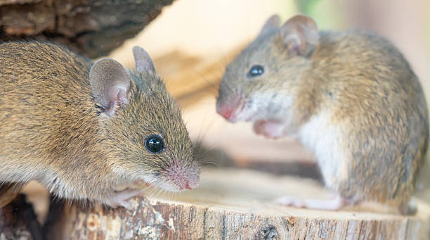 istock Rattus norvegicus - Brown rat young specimens. 2247143524