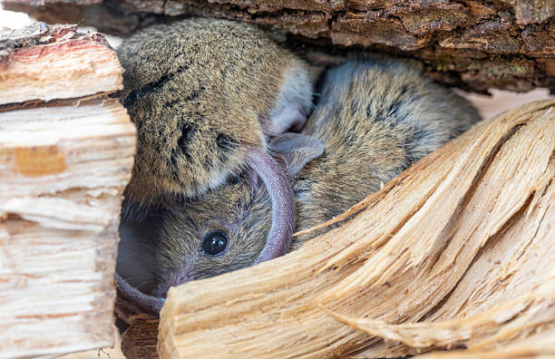 istock Rattus norvegicus - Brown rat young specimens. Rat nest. 2247143549