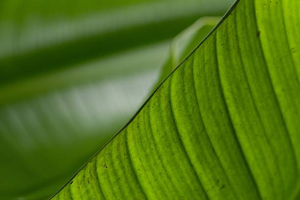 istock Plant list 2025 - Strelitzia nicolai (Giant White Bird of Paradise) 2247143738