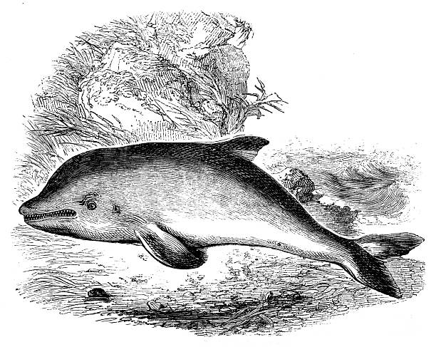 Antique zoology animal illustration: Porpoise