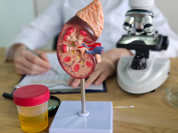 istock Detailed kidney model with microscope and lab samples in medical classroom setting during educational session concept 2247144129