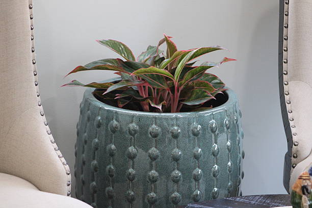 istock Chinese Evergreen Plant 2247144560