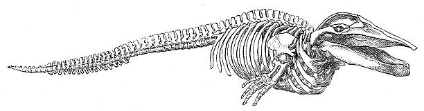 Antique zoology animal illustration: Skeleton of Rorqual
