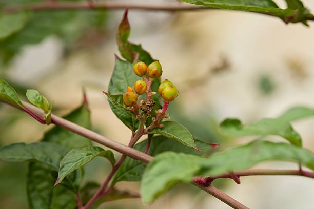 istock Plant list 2025 - Pleuropetalum darwinii (Darwins Pleuropetalum) 2247144860