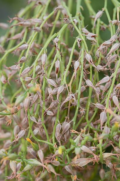 istock Plant list 2025 - Bulbine frutescens (L.) Wild 2247145521