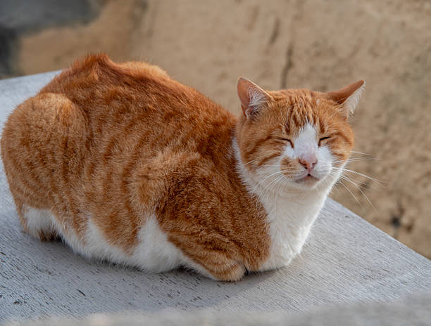 istock A red-haired Greek cat basks in the sun in Greece 2247145946