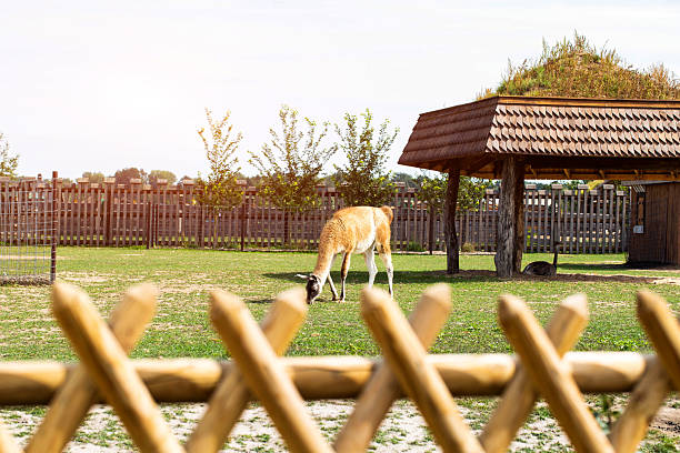 A llama grazes in a field and eats grass behind a fence at a zoo, background