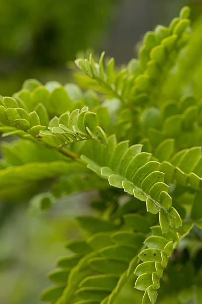 Shrub or small tree from South Africa with pinnate leaves and red nectar-rich flowers attractive to birds.