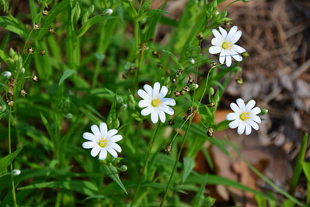 istock a close up of Delicate White flowers in Spring Greenery 2247148513