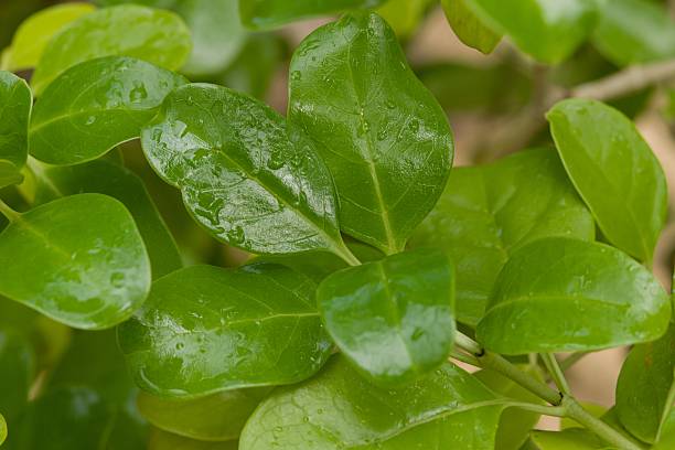 istock Plant list 2025 - Coprosma baueri (Bauers coprosma) 2247148939