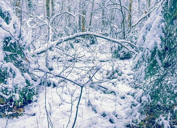 first snow outlines tall birch trunks, close view of pale bark and vertical patterns, muted palette