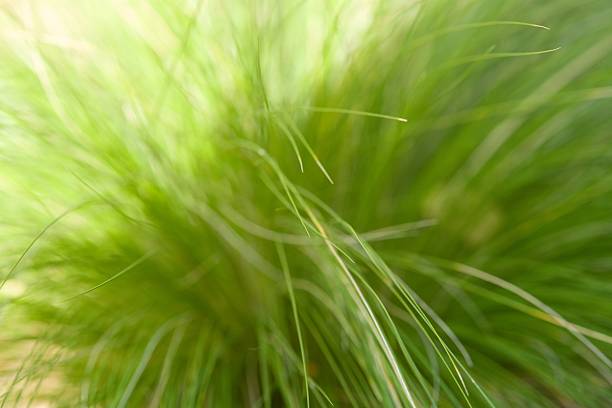 istock Plant list 2025 - Poaceae sp. (Grass species) 2247152103