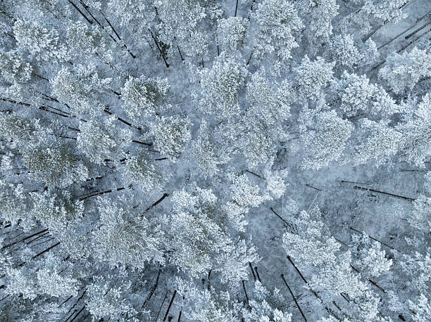 istock Aerial top-down drone view of a pristine snow-covered pine forest in Estonia. A beautiful winter texture. 2247152178