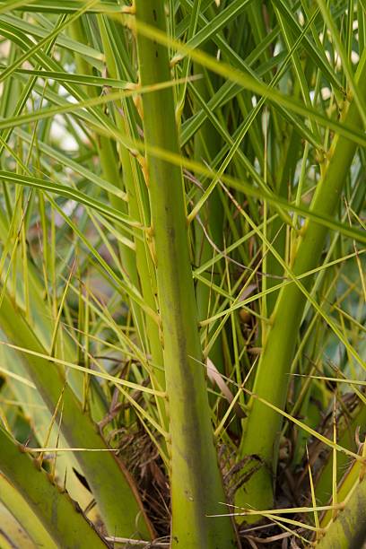 istock Plant list 2025 - Phoenix canariensis (Canary Island date palm) 2247152258