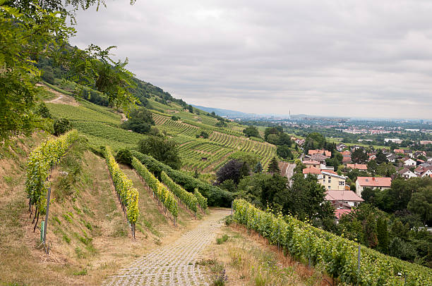 istock top view of the vineyard 2247152328