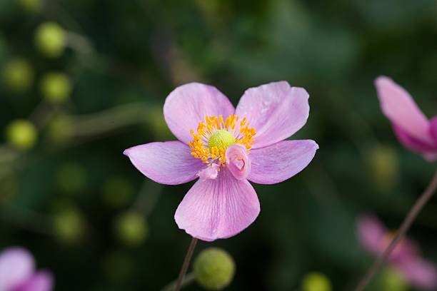 istock Plant list 2025 - Anemone hupehensis (Japanese anemone) 2247152389