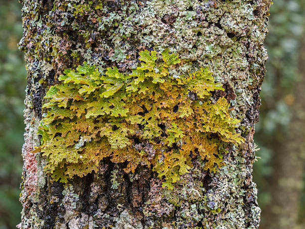Lichen Lobaria pulmonaria