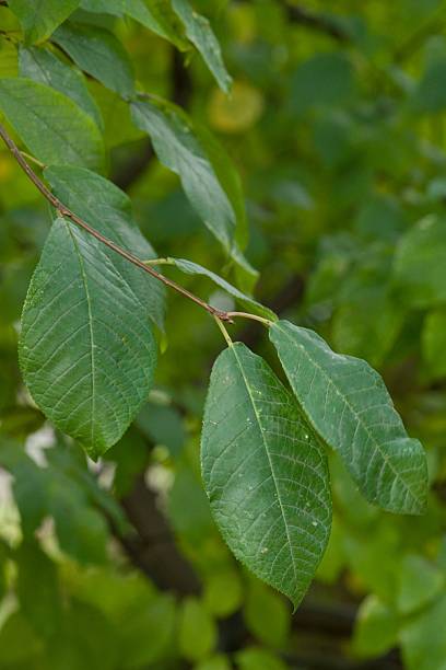 istock Plant list 2025 - Prunus padus (Bird cherry) 2247152597