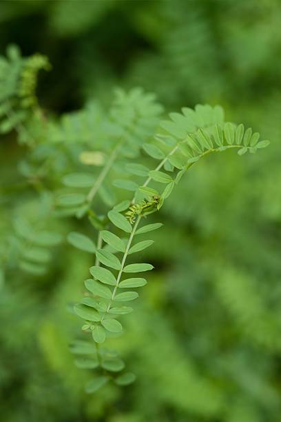 Delicate compound leaves of crown vetch forming soft green arches, a creeping Fabaceae plant common in meadows and slopes.