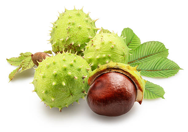 istock Chestnut spiky capsules and fresh conker on white background. File contains clipping paths. 2247155655
