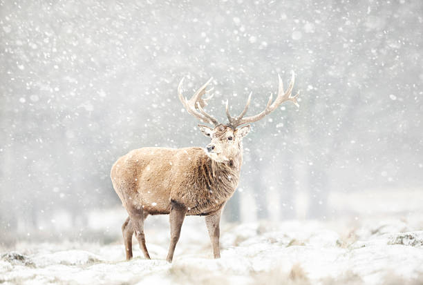 istock Majestic Red deer stag standing in heavy snowfall in winter 2247155682