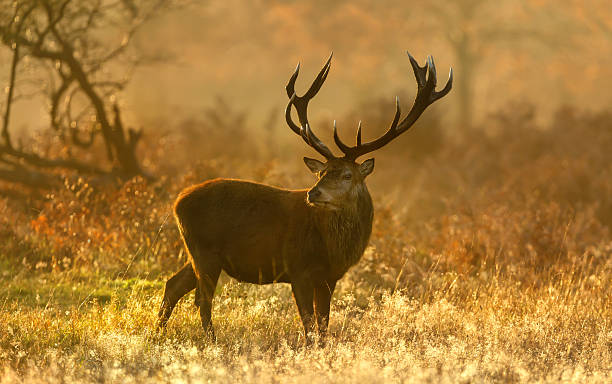 istock Majestic Red deer stag in golden autumn sunlight 2247155734
