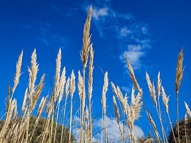 Pampass Grass - Cortaderia selloana plant in the family Poaceae
