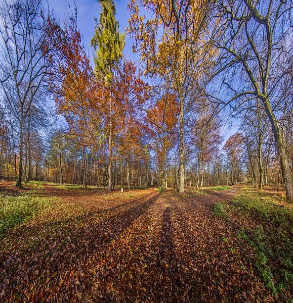 Colorful German woodland with dense foliage and scattered branches.