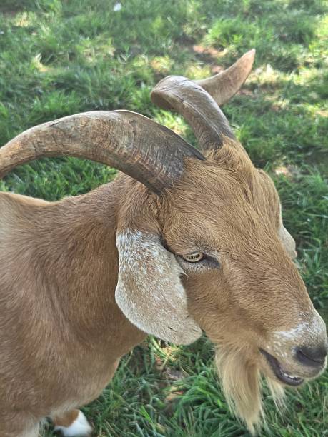 istock A goat head and face showing it's horns 2247157373