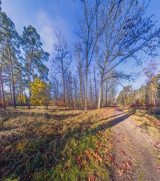 Colorful German woodland with dense foliage and scattered branches.
