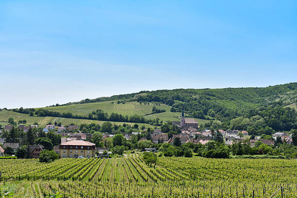 istock Panoramic Vineyard Landscape in the Alsace Wine Region 2247157579