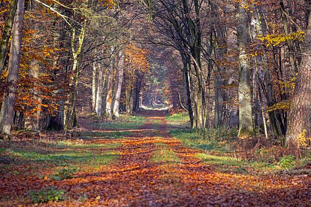 Atmospheric forest trail in Germany with autumn leaves, soft mist, and warm seasonal tones.