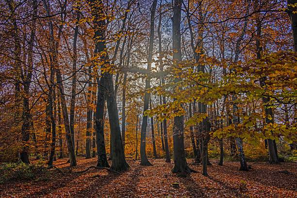 Tall forest trees glowing in backlight as sunlight shines through bright autumn foliage.