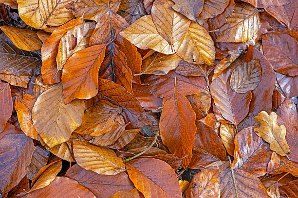 Detailed close-up of fallen autumn leaves in Germany showing warm textures and seasonal colors.