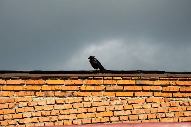 Two black starlings on a roof