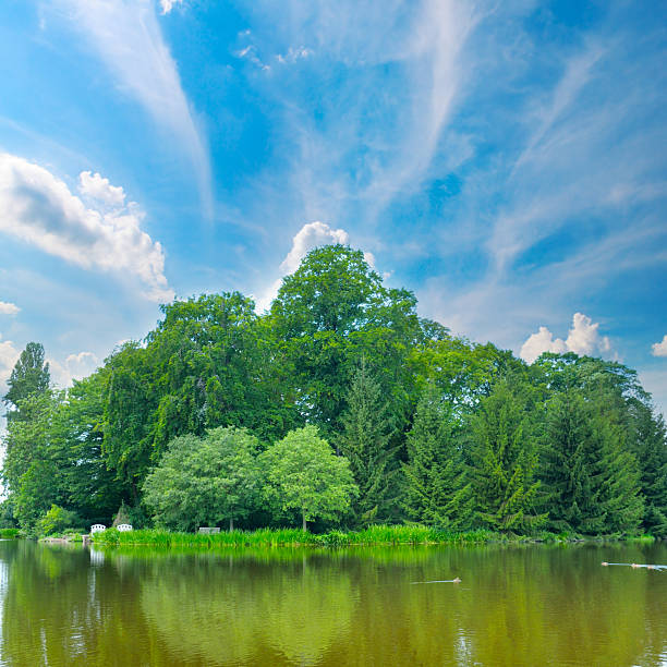 A dense, verdant island of various trees, including beech and fir, stands majestically across a calm lake under a bright blue sky with wispy clouds. The striking reflection and lush summer greenery create a beautiful, tranquil nature scene.